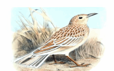 Alaudidae 2020 / 1998