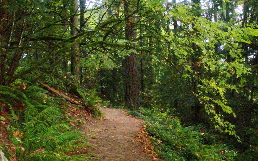 The Forest and the Architect