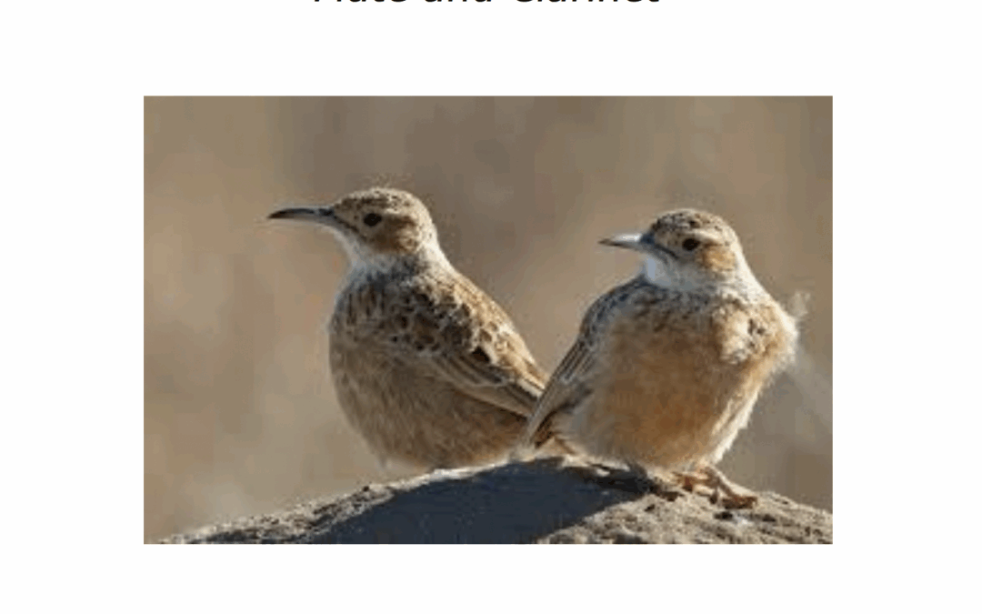Alaudidae 1998