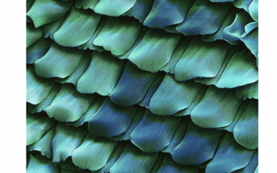 Small Organisms 2020 / 2006