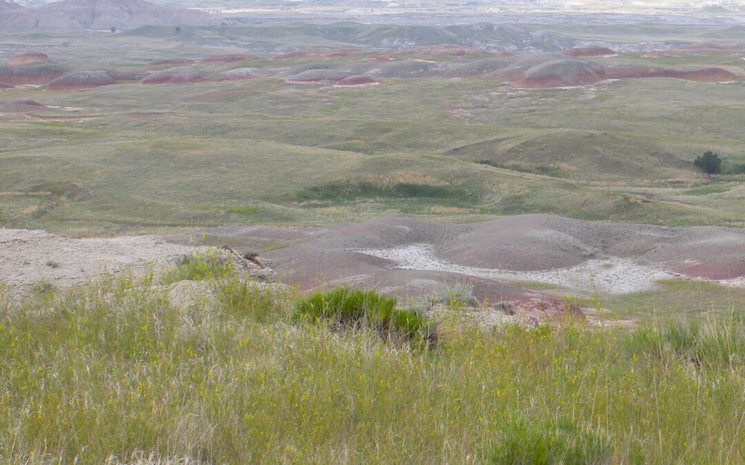 Wide Open Spaces 2024